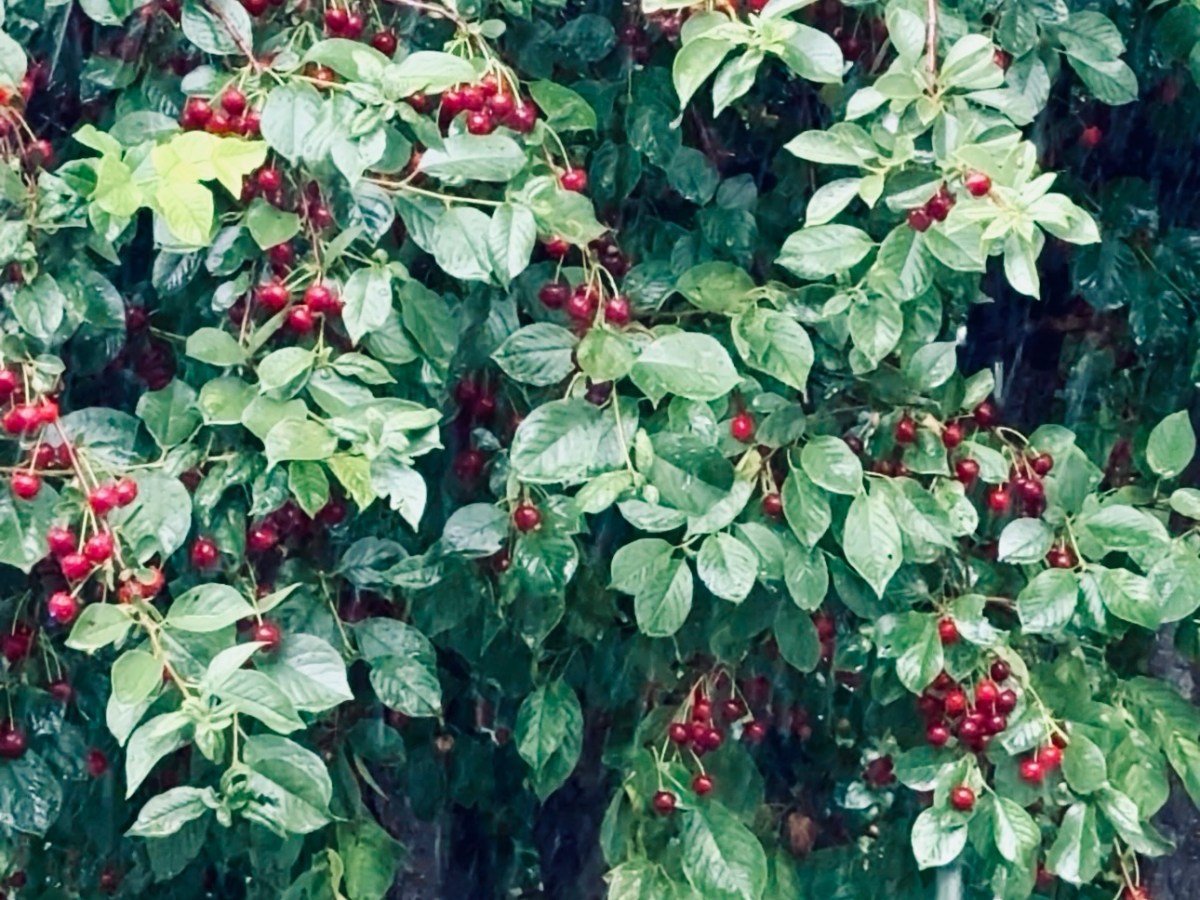Bahçedeki Vişne Ağaçları